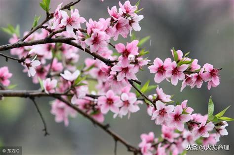 庚午日桃花|庚午日桃花運妙招